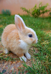 Red-white cute baby rabbit sitting in the summer garden. Lovely red-white little rabbit with blue eyes. 