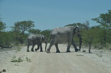 Fototapeta na wymiar African Elephants in Etosha National Park in Namibia