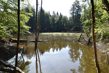 Kloppbruchweiher bei Nonnweiler