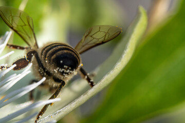 Bienen, Hummeln, Bremsen, Wespen, Fliegen, Schmetterlinge, Schwebfliegen beim fressen und bestäuben von Nutzpflanzen und anderen Blumen