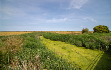 The little River Wantsum with excessive algae growth due to hot and dry weather.