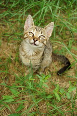 Naklejka na ściany i meble Lovely happy tabby kitten sitting in the summer garden on the grass