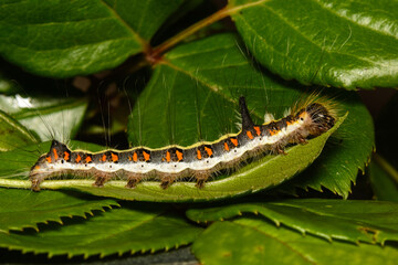 A Grey Dagger Moth Caterpillar, Acronicta psi in September in the UK.