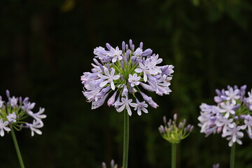 Obraz premium 花の写真