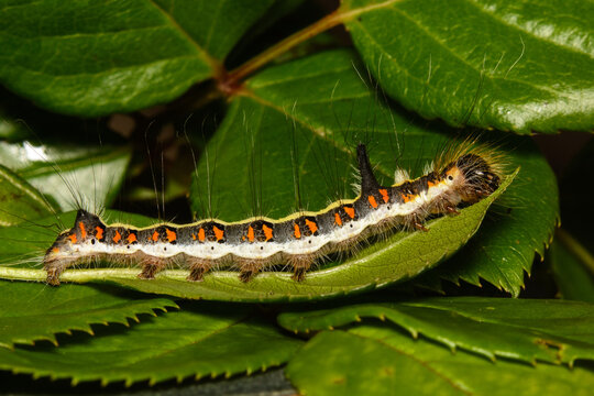 A Grey Dagger Moth Caterpillar, Acronicta Psi In September In The UK.