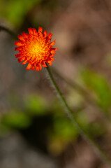 orange flower in the Adirondacks