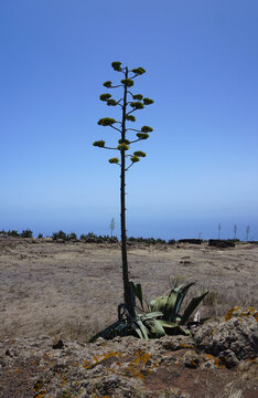 Agave americana or pitera isolated on the blue sky and desert landscape background in Teno Alto, Tenerife, Canary Islands, Spain. Single plant of agave on a sunny day.                      