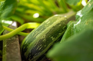 A Zucchini grown in the own garden.