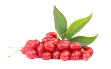 Elaeagnus multiflora isolated on white background. Cherry elaeagnus, cherry silverberry, goumi, gumi.