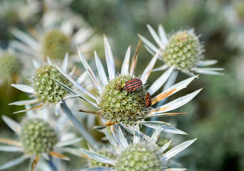Bugs on an eryngium flower