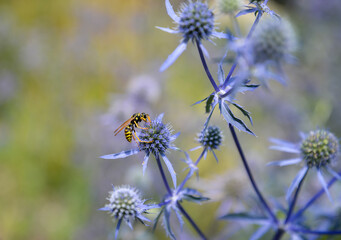 bee on an Eryngium  flower in garden