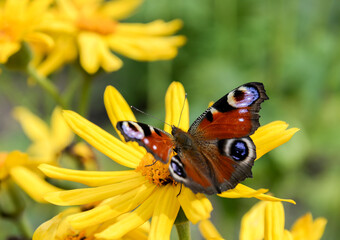 Peacock butterfly on yellow flower