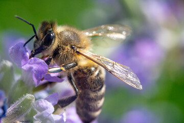 Bienen, Hummeln, Bremsen, Wespen, Fliegen, Schmetterlinge, Schwebfliegen beim fressen und bestäuben von Nutzpflanzen und anderen Blumen