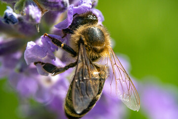 Bienen, Hummeln, Bremsen, Wespen, Fliegen, Schmetterlinge, Schwebfliegen beim fressen und bestäuben von Nutzpflanzen und anderen Blumen