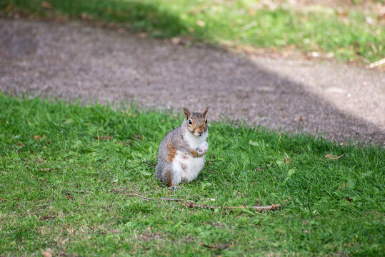 A female grey Squirrel taking a rest from feeding her young. She lives with many other squirrels in a cemetery where a few people leave food and water for them.
