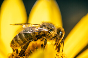 Bienen, Hummeln, Bremsen, Wespen, Fliegen, Schmetterlinge, Schwebfliegen beim fressen und...