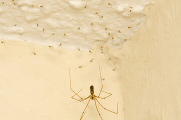 A Cellar Spider, pholcus phalangioides, spider with newly hatched babies living in a house in Kent, UK. These are welcome in the home as they eat unwelcome spiders.