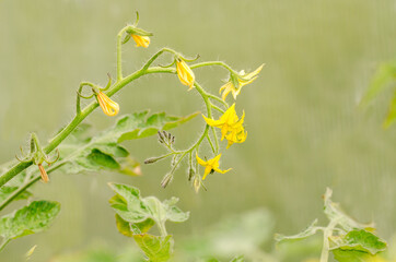 Tomato plant flowers growing in a greenhouse in Kent, England, UK.
