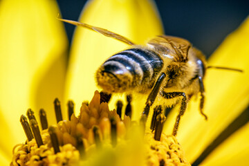 Bienen, Hummeln, Bremsen, Wespen, Fliegen, Schmetterlinge, Schwebfliegen beim fressen und bestäuben von Nutzpflanzen und anderen Blumen