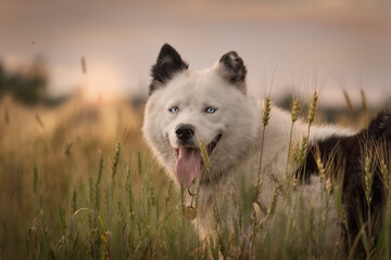 Yakut Laika at sunset