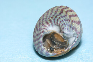 Periwinkle alive showing opened operculum.
