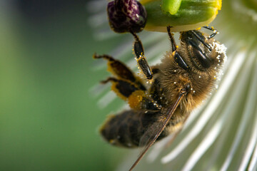 Bienen, Hummeln, Bremsen, Wespen, Fliegen, Schmetterlinge, Schwebfliegen beim fressen und...