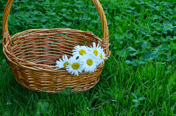 Straw basket with flowers daisies in summer on the lawn