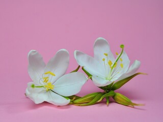 Fototapeta na wymiar Jasmine white flower/ gardenia jasminoides isolated on pink background