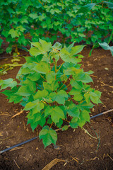 Green Cotton field in India
