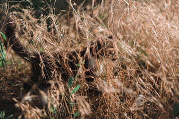 Small fluffy kitten tricolor. The kitten walks in nature, sits in the grass and poses. Home young three-colored cat. Charming little black and red and white kitten.