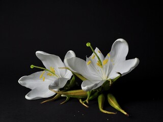 Jasmine white flower/ gardenia jasminoides isolated on black background