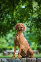 vizla boy posing outside. Vizla dog portrait in green background. Forest around.	