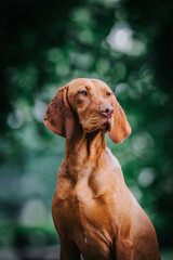 vizla boy posing outside. Vizla dog portrait in green background. Forest around.