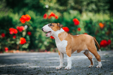 Bull terrier show dog posing. Dog portrait outside.	