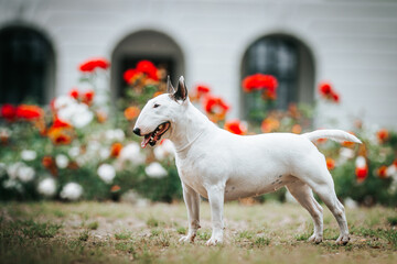Bull terrier show dog posing. Dog portrait outside.	