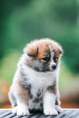 Akita inu cute puppy outside in green background.	