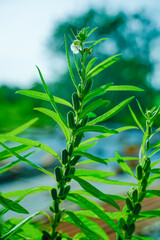 Sesame seed plants in the area of farmland