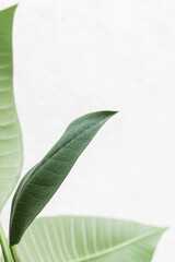 Green Leaves Border For An Angle Of Page on White Background copy space
