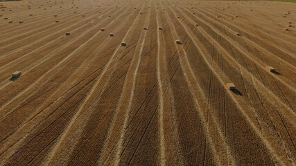Stacks of straw on a mowed field of wheat. Summer evening. Aerial view of the field. Post-harvest field  