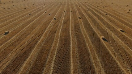 Stacks of straw on a mowed field of wheat. Summer evening. Aerial view of the field. Post-harvest field  