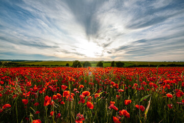 Poppy Fields