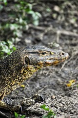 Reptil de la especie Varano en un parque  