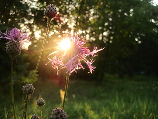 thistle flower, sunset in the field