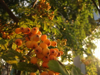 Rowan at sunset