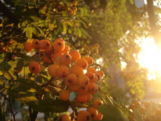 Rowan at sunset
