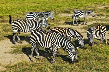 Fototapeta na wymiar A group of wild zebras calmly graze in the savannah. Summer sunny day, the grass turned yellow a little. Beautiful, free and happy striped animals. Kenya. Masai Mara park. 