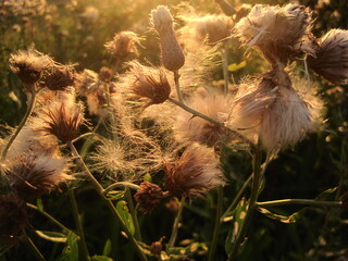 dry thistle flower, sunset in the field