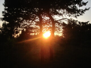 trees in the forest, sunset