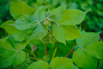 Green Cotton field in India