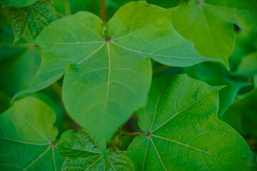 Green Cotton field in India